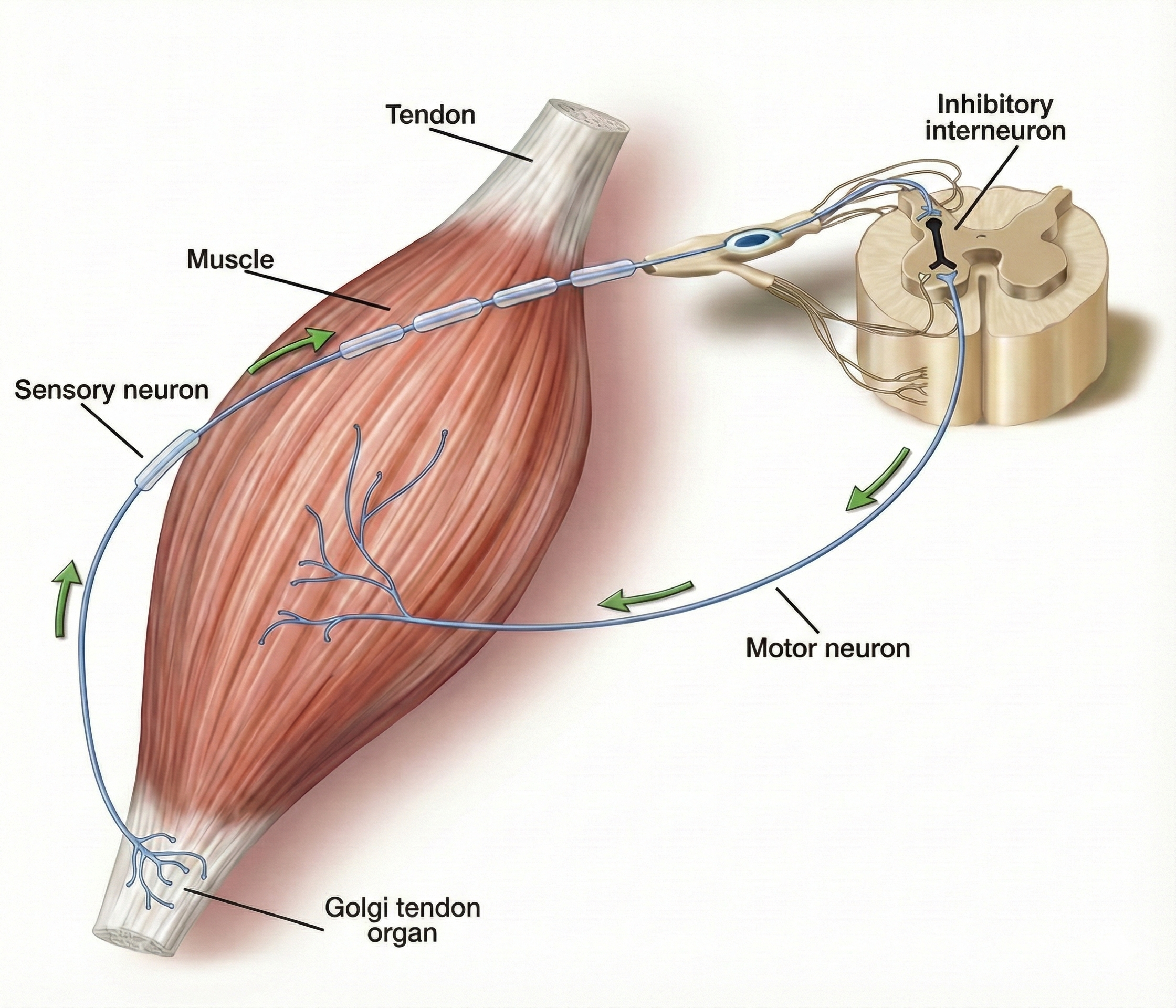 Golgi tendon organ diagram